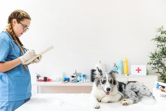 dct-pet-care-4