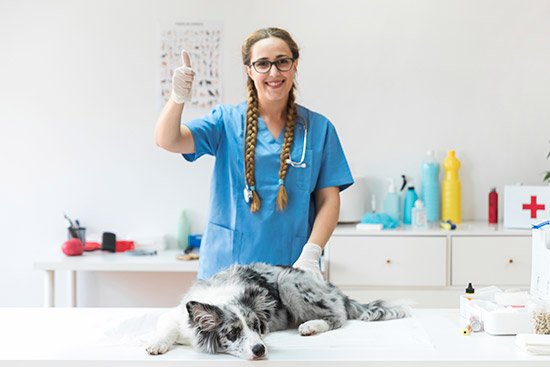 dct-pet-care-7