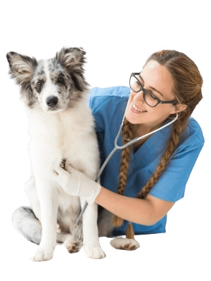 UK Mobile Vet Consultations Dogs Cats Rabbits