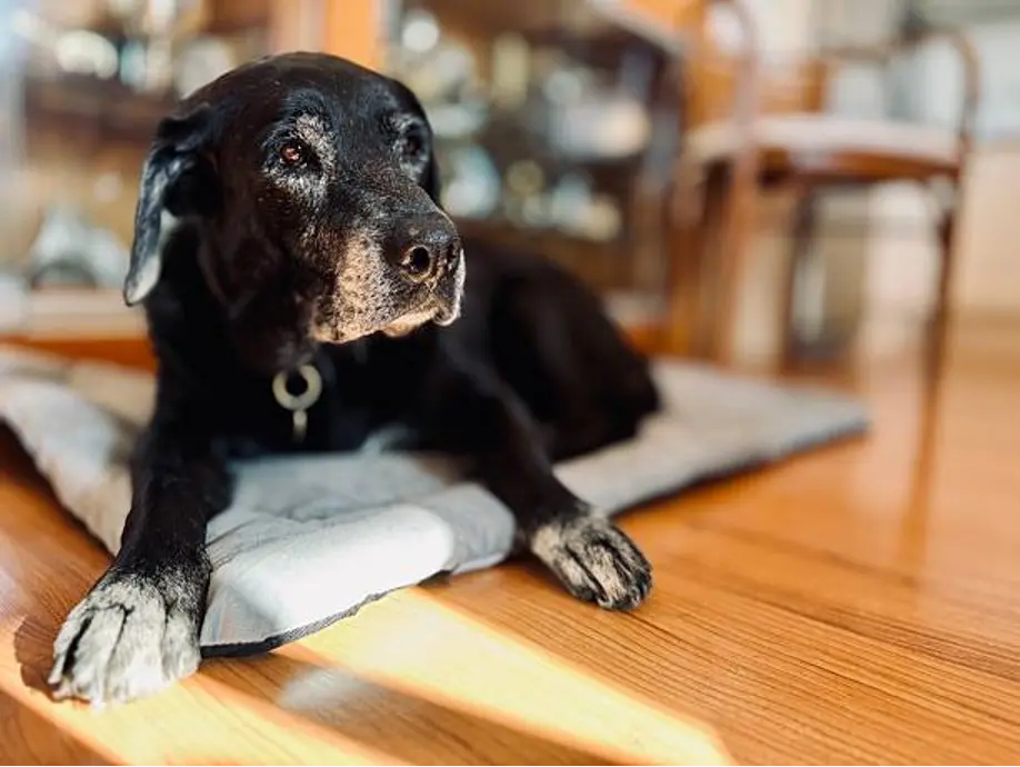 Senior Dog Mobile Vet