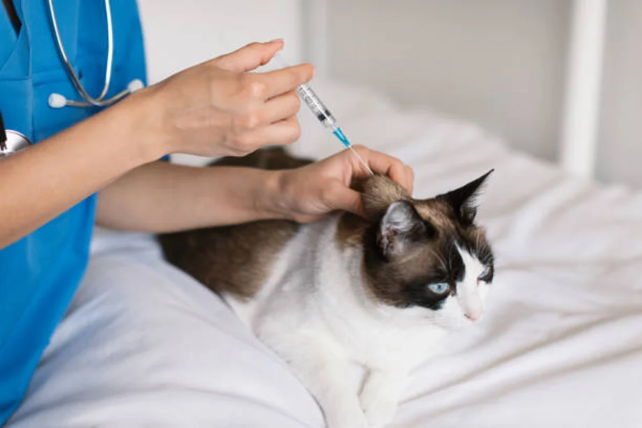 Cat home vaccination mobile vet