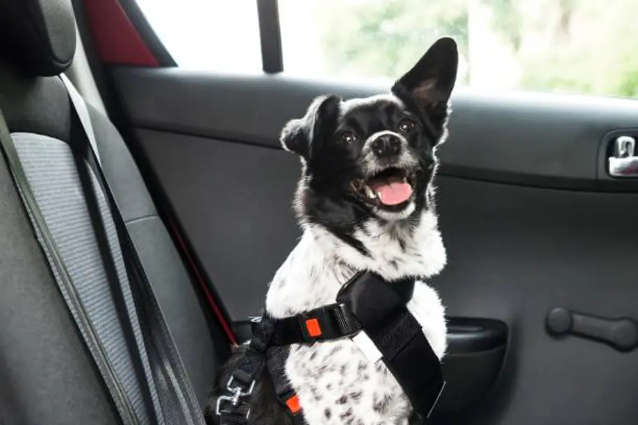 Dog Frightened of Cars or Waiting Rooms