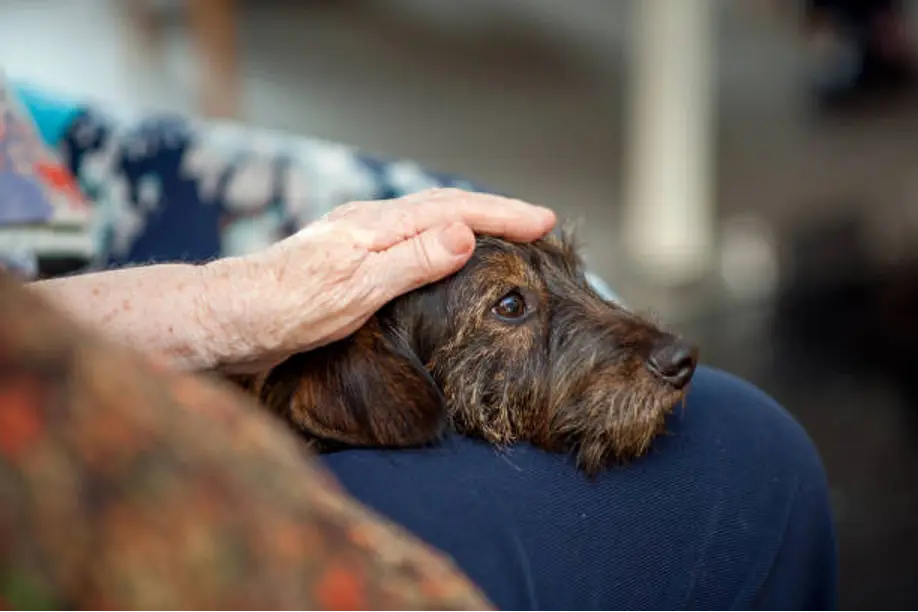 End of Life Dog Mobile Home Visit