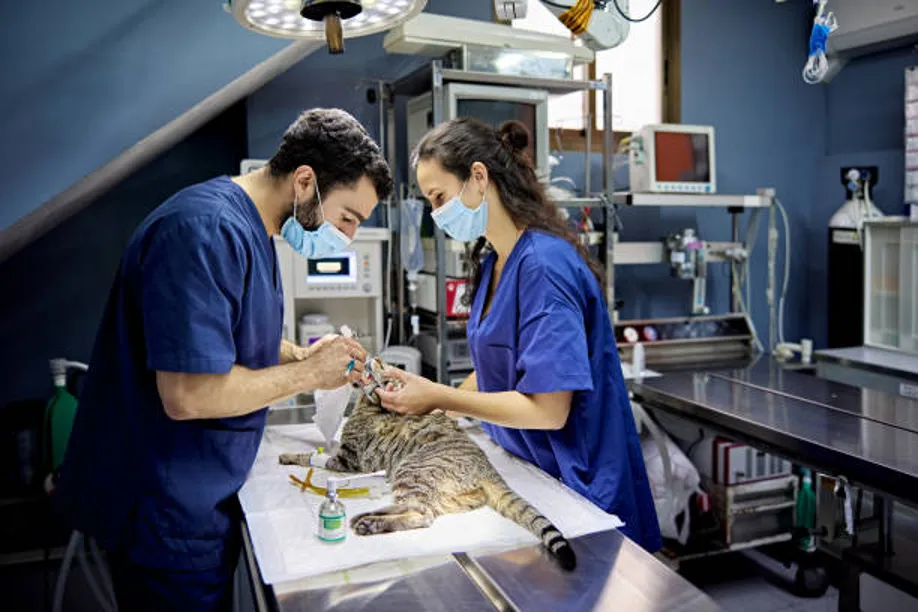 Vet Clinic vs mobile home vet