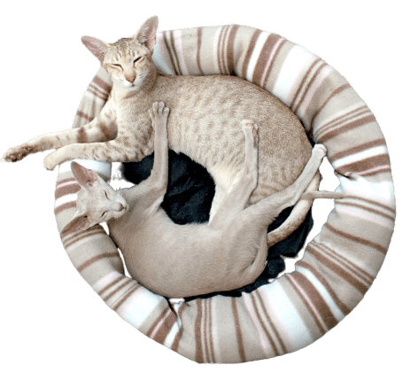 Buzz Mobile Vet Cats Cosy Home Bed
