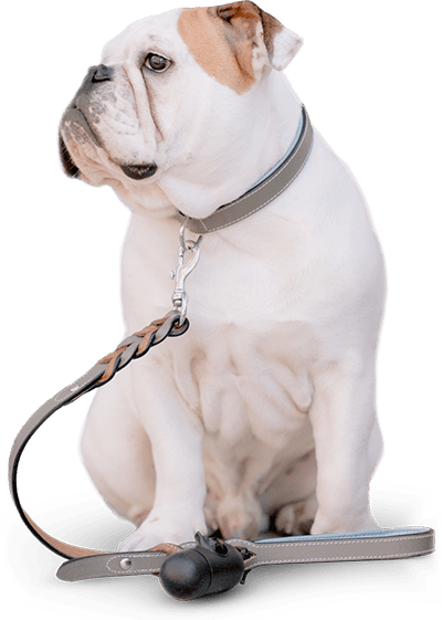 Buzz Mobile Vet Dog Collar Lead