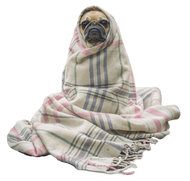 Buzz Mobile Vet Home Cosy Blanket